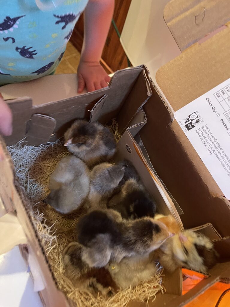 close up of baby chicks that just arrived in the mail
