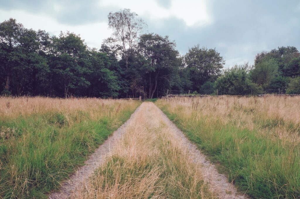 grass field with overgrown road. leading to a fence area in the woods